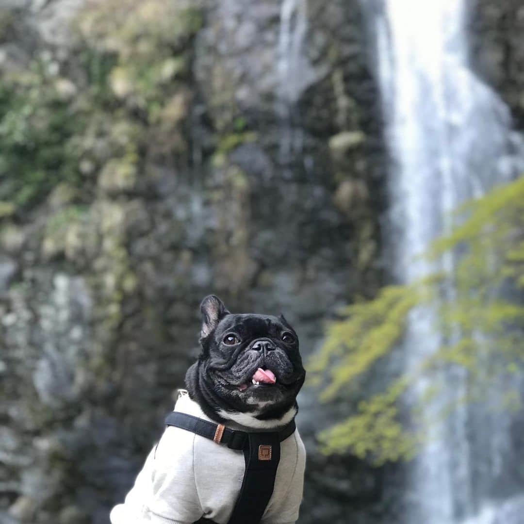 浜本広晃のインスタグラム：「先週のNHKごごナマでの愛犬写真。 箕面の滝です。ポートレート最高😆  #フレンチブルドッグ #frenchbulldog  #フレブル #滝」