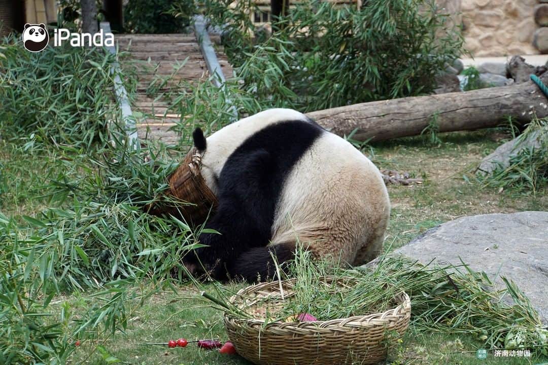 iPandaさんのインスタグラム写真 - (iPandaInstagram)「Happy 6th birthday to our handsome boy Ya Ji!  On May 26, 2020, the Jinan Zoo held a special birthday party for giant panda Ya Ji. The staff of the zoo prepared a fruit plate with apples, carrots, dragon fruit, oranges, virgin fruits, and watermelons,and also prepared a bowl of birthday noodles for pandas (with carrots, cucumber slices, and eggs inside), which means the best wishes for Ya Ji.  Ya Ji was born on May 26, 2014, at the base of Bifengxia, China Conservation and Research Center for the Giant Panda. He has a lot of fun because he is smart and has an outgoing personality. Let's wish Ja Ji a happy birthday! 🐼 🐾 🐼 #PandaNews #panda #ipanda #animal #pet #adorable #China #travel #pandababy #cute #photooftheday #Sichuan #cutepanda #animalphotography #cuteness #cutenessoverload」5月26日 19時16分 - ipandachannel