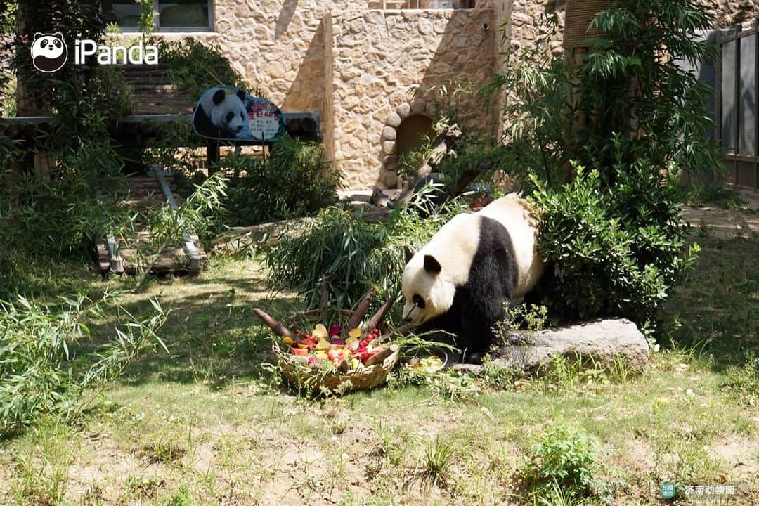 iPandaさんのインスタグラム写真 - (iPandaInstagram)「Happy 6th birthday to our handsome boy Ya Ji!  On May 26, 2020, the Jinan Zoo held a special birthday party for giant panda Ya Ji. The staff of the zoo prepared a fruit plate with apples, carrots, dragon fruit, oranges, virgin fruits, and watermelons,and also prepared a bowl of birthday noodles for pandas (with carrots, cucumber slices, and eggs inside), which means the best wishes for Ya Ji.  Ya Ji was born on May 26, 2014, at the base of Bifengxia, China Conservation and Research Center for the Giant Panda. He has a lot of fun because he is smart and has an outgoing personality. Let's wish Ja Ji a happy birthday! 🐼 🐾 🐼 #PandaNews #panda #ipanda #animal #pet #adorable #China #travel #pandababy #cute #photooftheday #Sichuan #cutepanda #animalphotography #cuteness #cutenessoverload」5月26日 19時16分 - ipandachannel