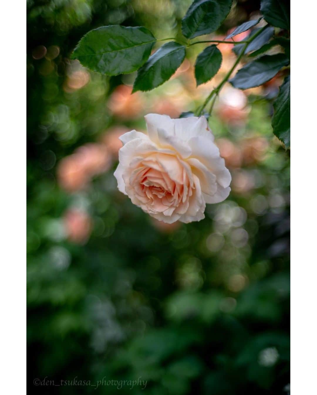 花の写真館のインスタグラム：「Photo by Den Tsukasa.⠀ .⠀ Original Post[投稿いただいたURL]⠀ https://www.facebook.com/photo.php?fbid=695917500866994⠀ .⠀ 本アカウントは、 #私の花の写真 をつけてInstagramに投稿された皆さまの花の写真や、「花の写真館」Facebookページで投稿された花の写真を紹介します。⠀ 「花の写真館」Facebookページは、「 @floral.photograph 」のプロフィールにあるURLからご覧ください。⠀ .⠀ ※各自、政府、自治体など公的機関の指示に従った行動をお願いします。⠀⠀ 東京カメラ部および分室では、写真を「見る楽しみ」を提供することを通して、微力ながら皆様にわずかな時間でも癒しをお届けしたいと思っております。⠀ ※本アカウントは東京カメラ部がFacebook、Instagramのサービスを利用して運営しているもので、Facebook社・Instagramとは一切関係ありません。⠀ .⠀ #花の写真館 #floralphotograph #floralphoto #flower #flowers⠀ Follow: @floral.photograph」