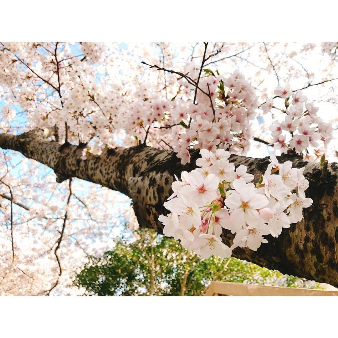 黒木千晶さんのインスタグラム写真 - (黒木千晶Instagram)「あすの #かんさい情報ネットten #若一調査隊 は傑作選！四季折々の絶景スペシャルです☺️ . 印象に残っている和歌山城の桜。2年前、言葉通り「満開」の日に取材できたのです🌸 こちらも2年前の小豆島の菜の花も綺麗だったな〜✨さて、あすはどんな景色が登場するでしょうか？」5月26日 19時32分 - kuroki.ytv