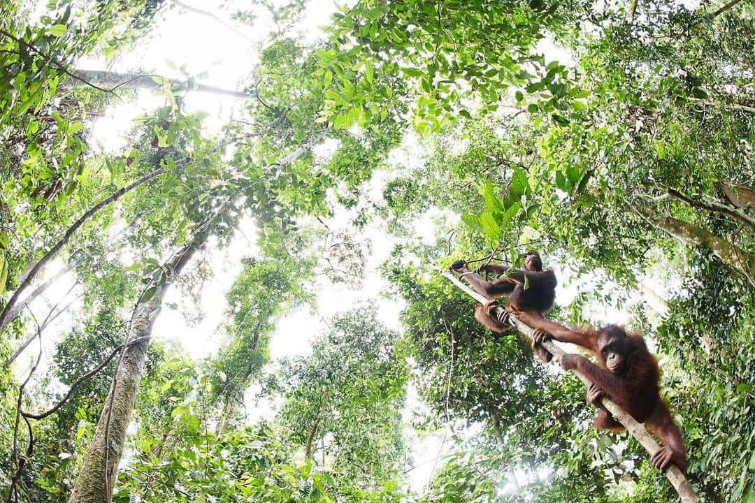 柏倉陽介さんのインスタグラム写真 - (柏倉陽介Instagram)「Orangutan 📖 The island of Borneo, which is split between the countries of Malaysia, Indonesia, and Brunei, was once covered with a lush tropical rainforest, but in the wake of ongoing deforestation and the expansion of plantation farming, the habitats of the island’s endemic and endangered species are being destroyed rapidly. Relentless deforestation has precipitated the loss of 90% of the orangutan population in just 100 years. At this rate, some expect this species to become extinct within the next 10 years. 📷 @yosuke_kashiwakura #自然 #写真 #動物 #カメラ #環境 #natgeo #wildlife #orangutan #endangeredspecies #photography #discoverearth #environment @natgeoyourshot #natgeoyourshot #yourshotphotographer」5月26日 19時54分 - yosuke_kashiwakura