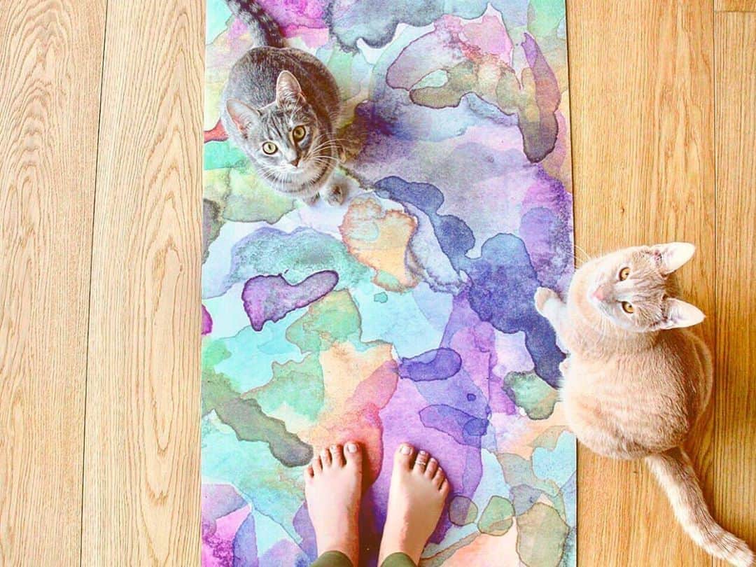のインスタグラム：「個性的ななデザイン「シャバーサナ」😺 . . 📷 @isolde_schoombie . . . . #yoga #yogadesignlabjapan #yogamat #ヨガ #ヨガマット #ヨガデザインラボ #ねこ #カラフル #デザイン #ヨガスタジオ #ヨガインストラクター #ライフスタイル」