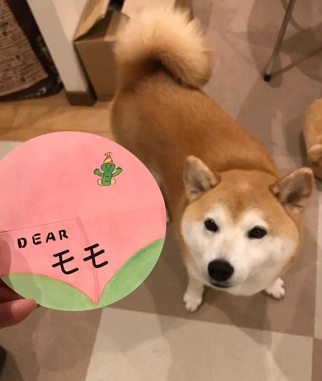 柴犬のモモさんのインスタグラム写真 - (柴犬のモモInstagram)「#pecobox さん、ごめんなさい！先月のやつ開けてなかった！ということで、先月届いておりましたテーマ・桃太郎のBOX開封。おまけでおやつが＋1されてました。桃にモモって書いてあってニヤニヤしました @pecobox_official #いぬ #イヌ #犬 #柴犬 #赤柴 #日本犬 #犬バカ部 #ふわもこ部 #いぬら部 #癒しわんこ #柴犬マニア #犬のいる暮らし #口角キュキュッと部 #shiba #shibainu #shibadog #dogstagram #dogsofinstagram #shibastagram #shibasofinstagram #shibamania #inu #instadog #toyota_dog」5月26日 20時05分 - shi_ba_i_nu_momo