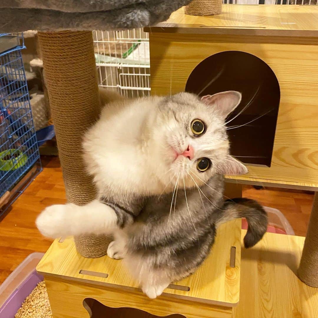 Haruのインスタグラム：「The queen 👸🏻✨ #ควีนคนสวย #คนสวยของบ้าน #nanacalicocat」