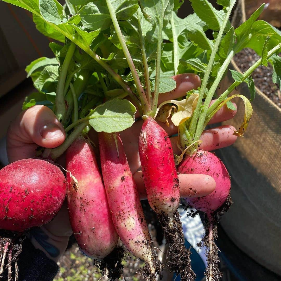 ginger and sproutのインスタグラム：「First patio garden harvest.」