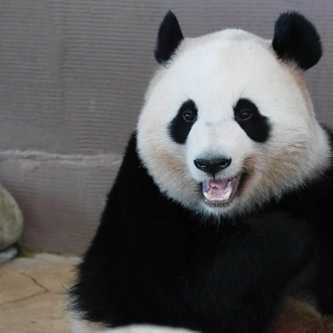 パンダ（白浜）さんのインスタグラム写真 - (パンダ（白浜）Instagram)「#桃浜　🍑　smile 🐼😊🐼 #ADVENTUREWORLDPANDAS #baby #HELLOLITTLE #pandamental #hellopanda #ハローリトル #ハローパンダ #パンダグラビア #パンダ　and #panda #pandababy 🐼🐼🐼」5月26日 20時50分 - hellopanda_book
