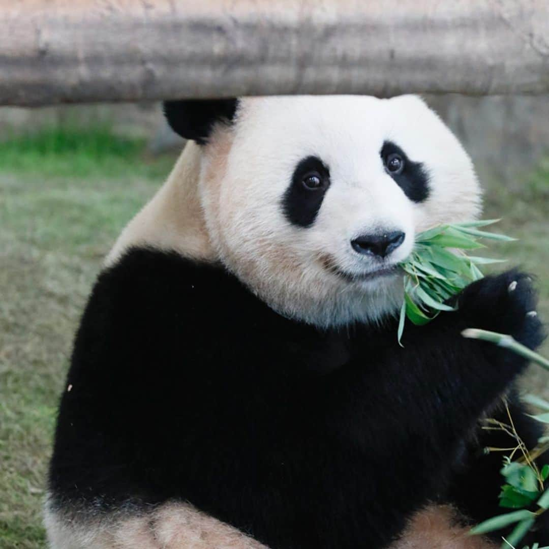 パンダ（白浜）さんのインスタグラム写真 - (パンダ（白浜）Instagram)「#桃浜　🍑　smile 🐼😊🐼 #ADVENTUREWORLDPANDAS #baby #HELLOLITTLE #pandamental #hellopanda #ハローリトル #ハローパンダ #パンダグラビア #パンダ　and #panda #pandababy 🐼🐼🐼」5月26日 20時50分 - hellopanda_book