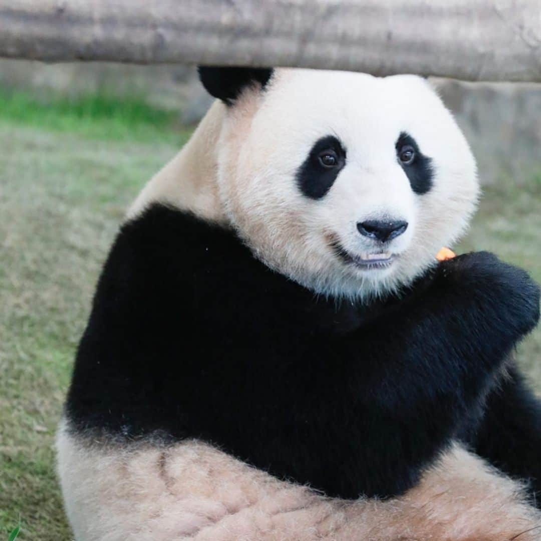 パンダ（白浜）さんのインスタグラム写真 - (パンダ（白浜）Instagram)「#桃浜　🍑　smile 🐼😊🐼 #ADVENTUREWORLDPANDAS #baby #HELLOLITTLE #pandamental #hellopanda #ハローリトル #ハローパンダ #パンダグラビア #パンダ　and #panda #pandababy 🐼🐼🐼」5月26日 20時50分 - hellopanda_book