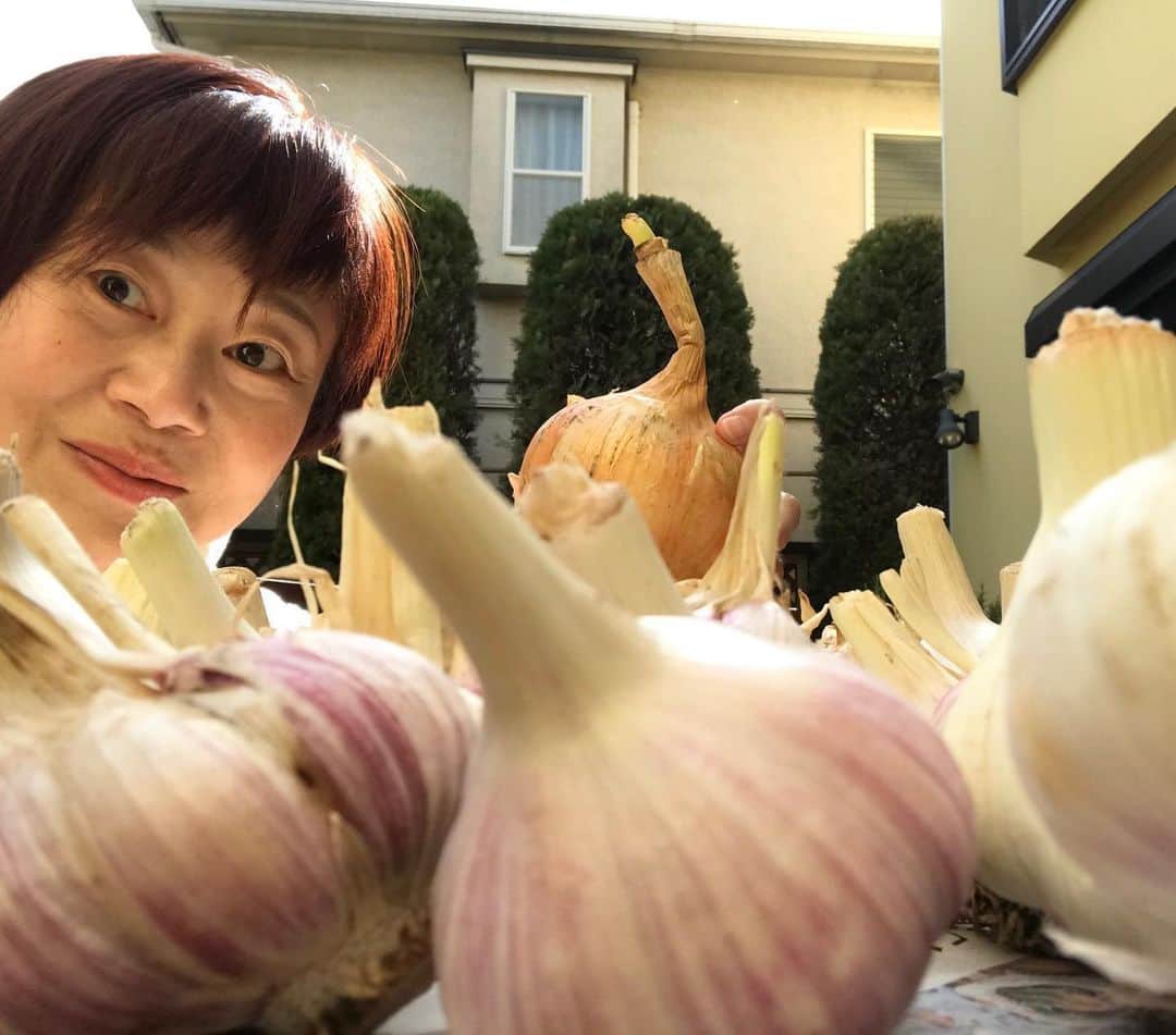 神野美伽さんのインスタグラム写真 - (神野美伽Instagram)「🎶ニンニクの海に漂う 　わ〜た〜し〜  って歌はないけど（笑）  ご自分の畑で有機栽培した〈六片にんにく〉を長崎　五島市から収穫後すぐに送っていただきました‼️ 早速、 テラスのテーブルに広げて天日干し‼️ 最後に美味しいペペロンチーノが出来ましたよ  #六片にんにく　#長崎県五島市　#ペペロンチーノ」5月26日 21時05分 - mika_shinno_japan