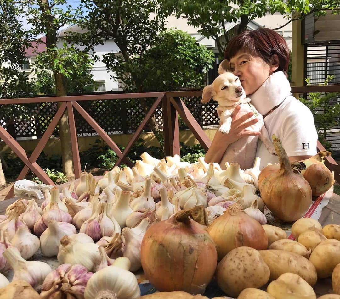 神野美伽さんのインスタグラム写真 - (神野美伽Instagram)「🎶ニンニクの海に漂う 　わ〜た〜し〜  って歌はないけど（笑）  ご自分の畑で有機栽培した〈六片にんにく〉を長崎　五島市から収穫後すぐに送っていただきました‼️ 早速、 テラスのテーブルに広げて天日干し‼️ 最後に美味しいペペロンチーノが出来ましたよ  #六片にんにく　#長崎県五島市　#ペペロンチーノ」5月26日 21時05分 - mika_shinno_japan