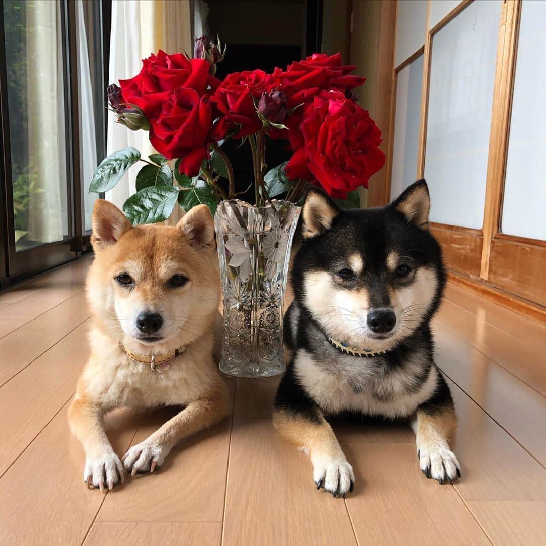 豆柴なつ&ふゆのインスタグラム