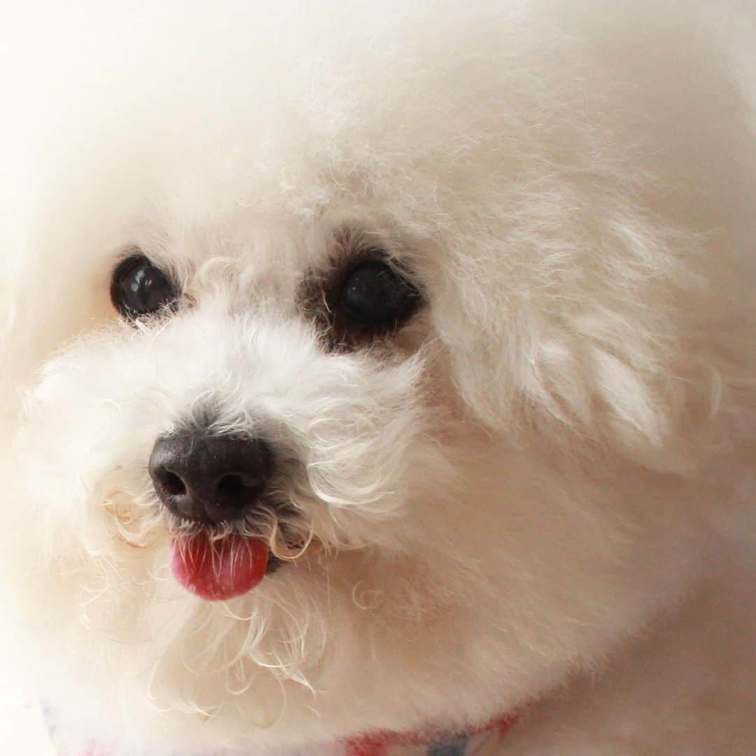 ゆうのインスタグラム：「. . 🐶お母さん近いですよ。 . . . . #アーニーさん13歳 #まだまだアップもいけるわ👍 . . . . .」