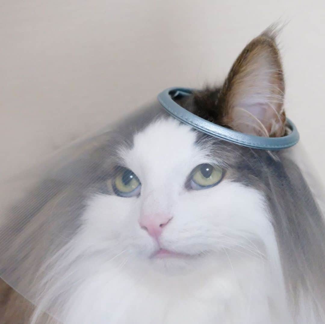 Hanaさんのインスタグラム写真 - (HanaInstagram)「エリザベスカラー帽子🧢 * 肥満細胞腫を切除して もう抜糸も済んだよ * * ブログ更新しました♪ http://kedamakyoudai.blog.jp/ #NorwegianForestCat#cats#ig_catphoto#catlover#catinstagram#gatto#kawaii#neko#beautycat#fluffy#ノルウェージャンフォレストキャット#ねこ#猫#ねこら部#japan#fluffycat#ペコねこ部#にゃんすたぐらむ#可愛い#かわいい#cute#cutecat#funnycat#ねこのきもち#いぬとねこ#ライブドアインスタブロガー」5月26日 21時21分 - mofu2family