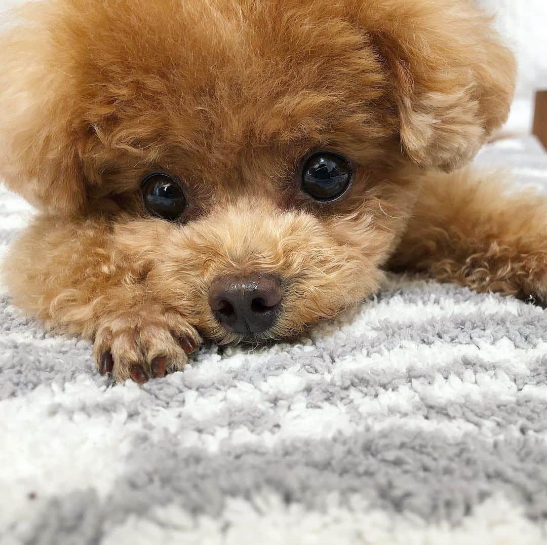 ふわさんのインスタグラム写真 - (ふわInstagram)「#toypoodle#toypoodlegram#dogsofinstagram#doglover#doglife#instadog#dog#fuwamama#ふわ#ふわもこのふわ#といぷーどる#トイプードル#ふわもこ部#犬バカ部#親バカ部#犬のいる暮らし」5月26日 21時22分 - huwayama