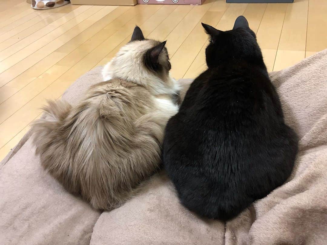 ホタテ＆クラム＆シラスのインスタグラム：「日常 #cat #neko #ragdoll #猫 #ねこ #ラグドール #catstagram #instagram #instagramjapan #ig_japan #igersjp #黒猫 #blackcat」