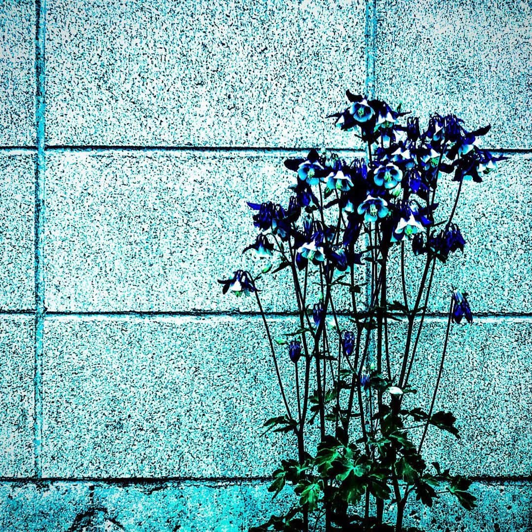江田由紀浩のインスタグラム：「絵みたい #札幌市西区 #八軒 #散歩 #花 #ブロック塀」