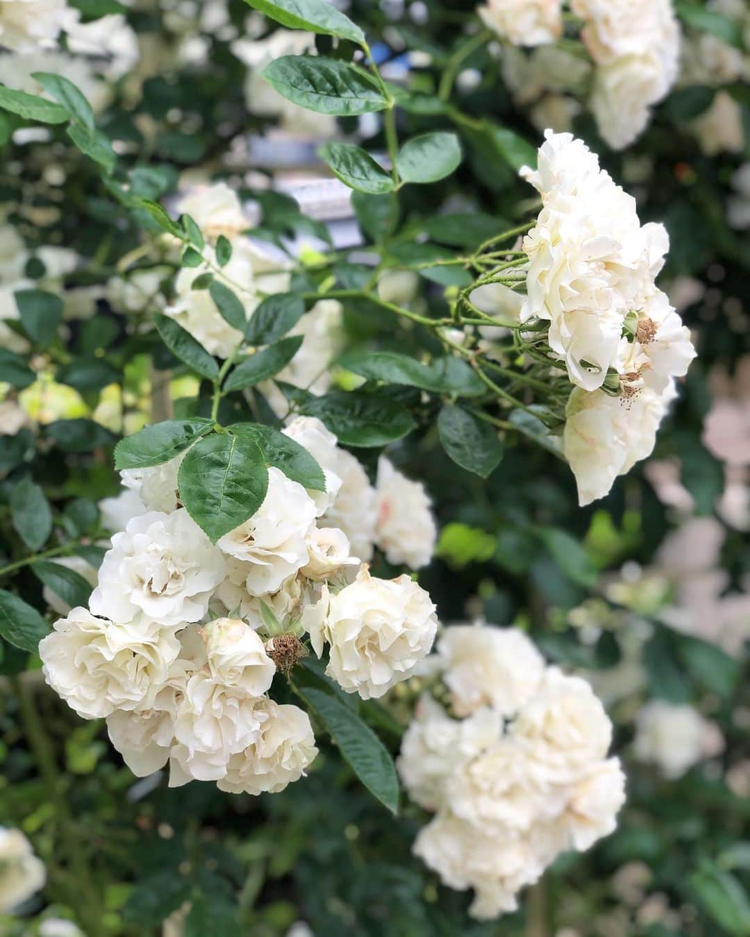 北岡りえのインスタグラム：「梅雨入り前にお店の近くのバラ園へ🌹  少しずつですが周りも活気づいてきて 些細な変化に嬉しい最近🤍」