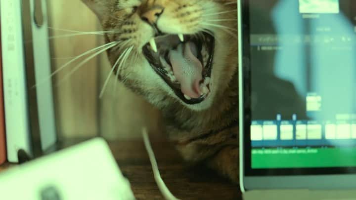 山中海輝のインスタグラム：「Saving the life of a dogs and cats from shelters. この自粛期間はずっと猫達がいてくれたおかげで頑張れた。この子達の友達みんなが救われるように頑張る。@life_share_salon ・ ・ ・ ・  ペットショップでペットを買う前に今一度、保護施設で待っている猫・犬たちの里親になることを検討していただけませんでしょうか、、、 日本では多くの猫や犬が家族に迎えられることがなく殺処分されているというこの現状を知っていただき、多くの動物が素敵な家族に迎えられ、殺処分という選択がなくなる世の中になることを願います。 そして僕もそんな世の中になるように行動を起こしていきます。 　フルバージョンはYahoo!Japan creatorsからご覧いただけます「山中海輝　ヤフー」と検索🔍 ・ ・ #保護猫　#保護犬」