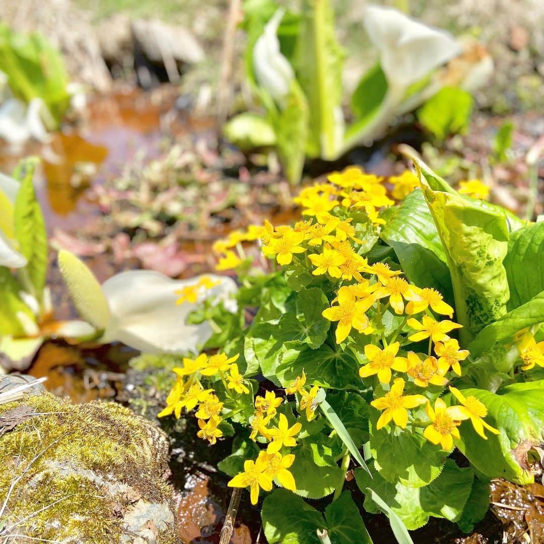 星野リゾート　トマムさんのインスタグラム写真 - (星野リゾート　トマムInstagram)「こちらは少し前、4月下旬頃に咲いていたエゾリュウキンカ。ヤチブキとも呼ばれ、食用にもなります🍴水辺や湿地に咲く鮮やかな黄色い花が特徴。水芭蕉とともに小川に花を咲かせていました🌼  #星野リゾート #リゾナーレ #リゾナーレトマム #トマム #hoshinoresorts #risonaretomamu #risonare #tomamu #北海道 #Hokkaido #北海道旅行 #星野集團 #Hokkaidotrip #Japan #旅行気分 #おうちで旅体験 #旅は魔法 #妄想旅行 #水芭蕉 #エゾリュウキンカ」5月27日 8時08分 - hoshinoresorts_tomamu