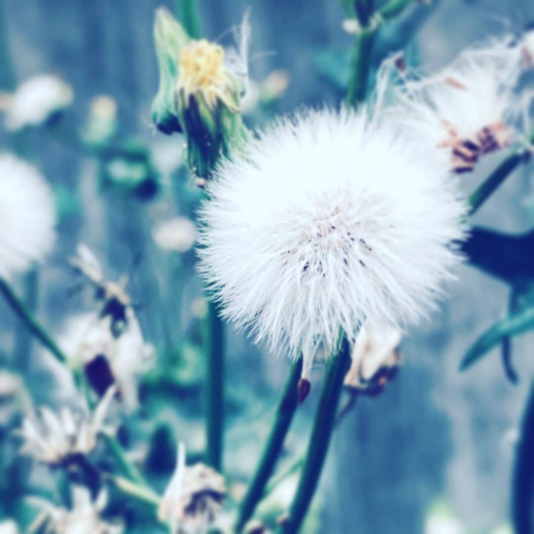 中野敬久さんのインスタグラム写真 - (中野敬久Instagram)「#flowers #flowersoflife #fluffy #white #hope」5月27日 8時24分 - hirohisanakano