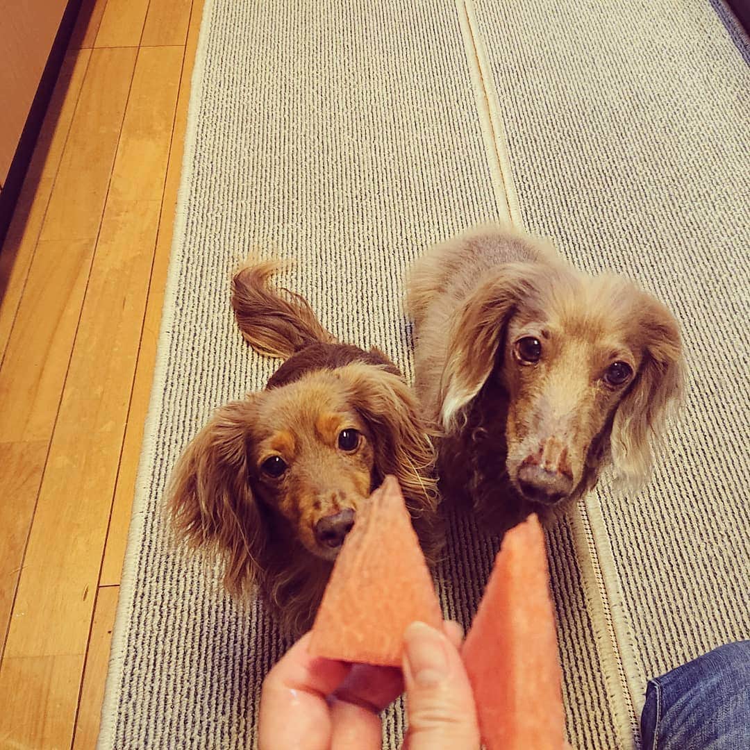 くるみんのインスタグラム：「* 今シーズン、初スイカ🍉 * #ミニチュアダックスフンド #ミニチュアダックスフント #ミニチュアダックス #イザベラタン #イザベラ #カニンヘンダックスフント #カニンヘン #カニンヘンダックス #カニンヘンの会 #カニンヘンダックスフンド #チョコタンダックスフント #チョコタンダックスフンド #チョコタンダックス #チョコタン #ダックス多頭飼い #ダックスフント #ダックスフンドカニンヘン #ダックス部 #ダックス大好き #ダックスフンド #ダックス #すいか #いぬばか部 #いぬすたぐらむ #短足部 #dachshundgram #dachshund #dogstagram #instadachs #inustagram」