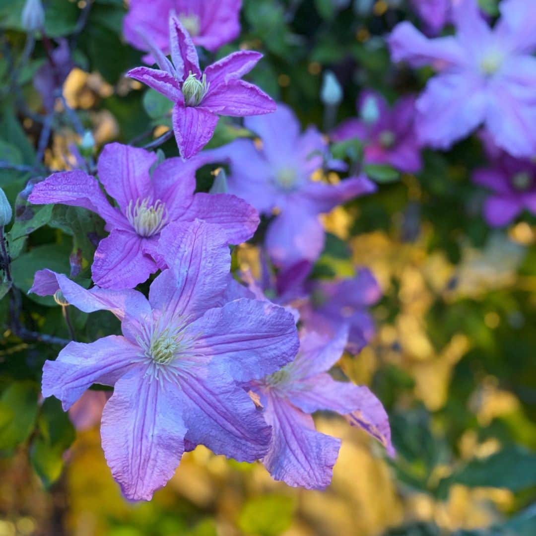 布袋寅泰さんのインスタグラム写真 - (布袋寅泰Instagram)「庭の花たちに毎日癒されています。#一日を咲くということ」5月27日 9時31分 - hotei_official