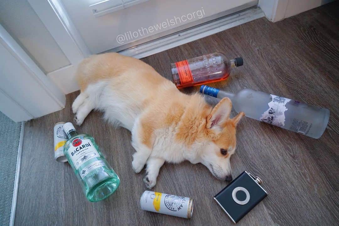 のインスタグラム：「The morning after... was it worth it? TBD #lifeisruff」