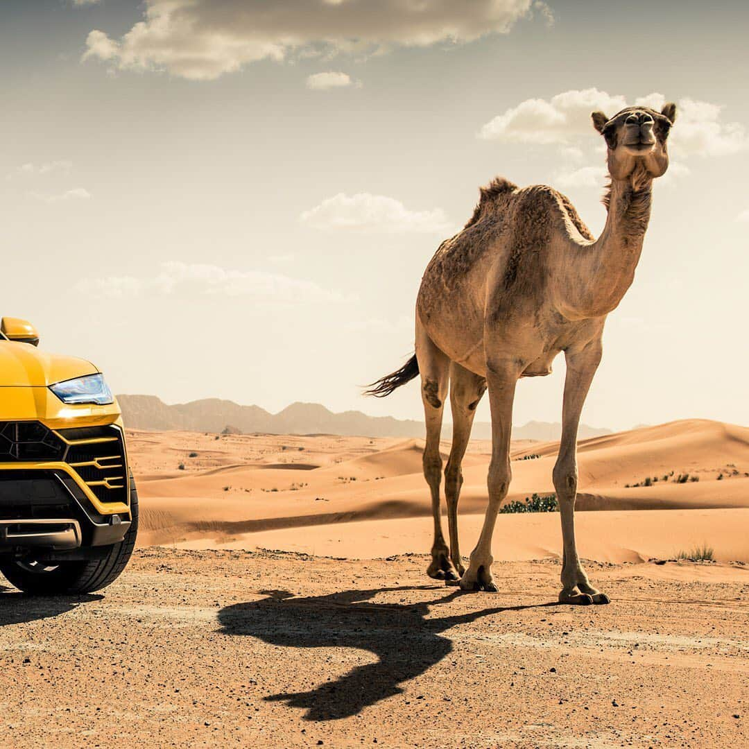 ランボルギーニさんのインスタグラム写真 - (ランボルギーニInstagram)「Real beauty adapts itself to nature and all that it has to offer.  Urus is the iconic Super SUV that gives you a feeling of luxury in a Super Sports Car, all with the classic Lamborghini vibe.  Swipe right to see who joined us on this journey.  Shot by @denniswierenga  #Lamborghini #Urus #SinceWeMadeItPossible #LightsOnLamborghini」5月27日 1時00分 - lamborghini