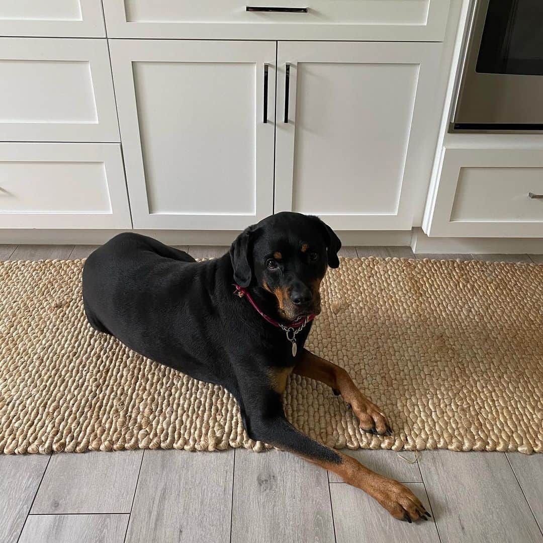 カルロス・ブーザーのインスタグラム：「Bella Patiently Waiting For A Play Date.... #HOLDAT 🐶」