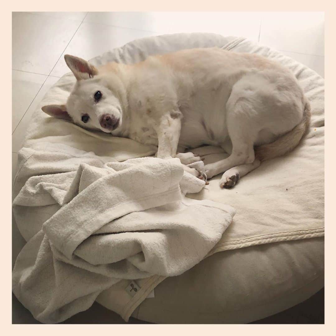 パンといっぴきのインスタグラム：「#元保護犬 #雑種犬 #crossbreed #mixdog」