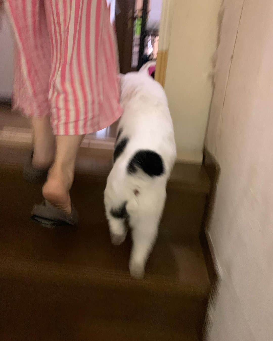 Kachimo Yoshimatsuさんのインスタグラム写真 - (Kachimo YoshimatsuInstagram)「1階にいて、さあバーバはもう寝るから上に行くよ！と言うと、ナナクロは、私たちといっしょに階段を上り、最後は自分が先に2階に到着する。  オレの勝ち〜！ #うちの猫ら #nanakuro #猫 #ねこ #cat #ネコ #catstagram #ネコ部 http://kachimo.exblog.jp」5月27日 2時09分 - kachimo