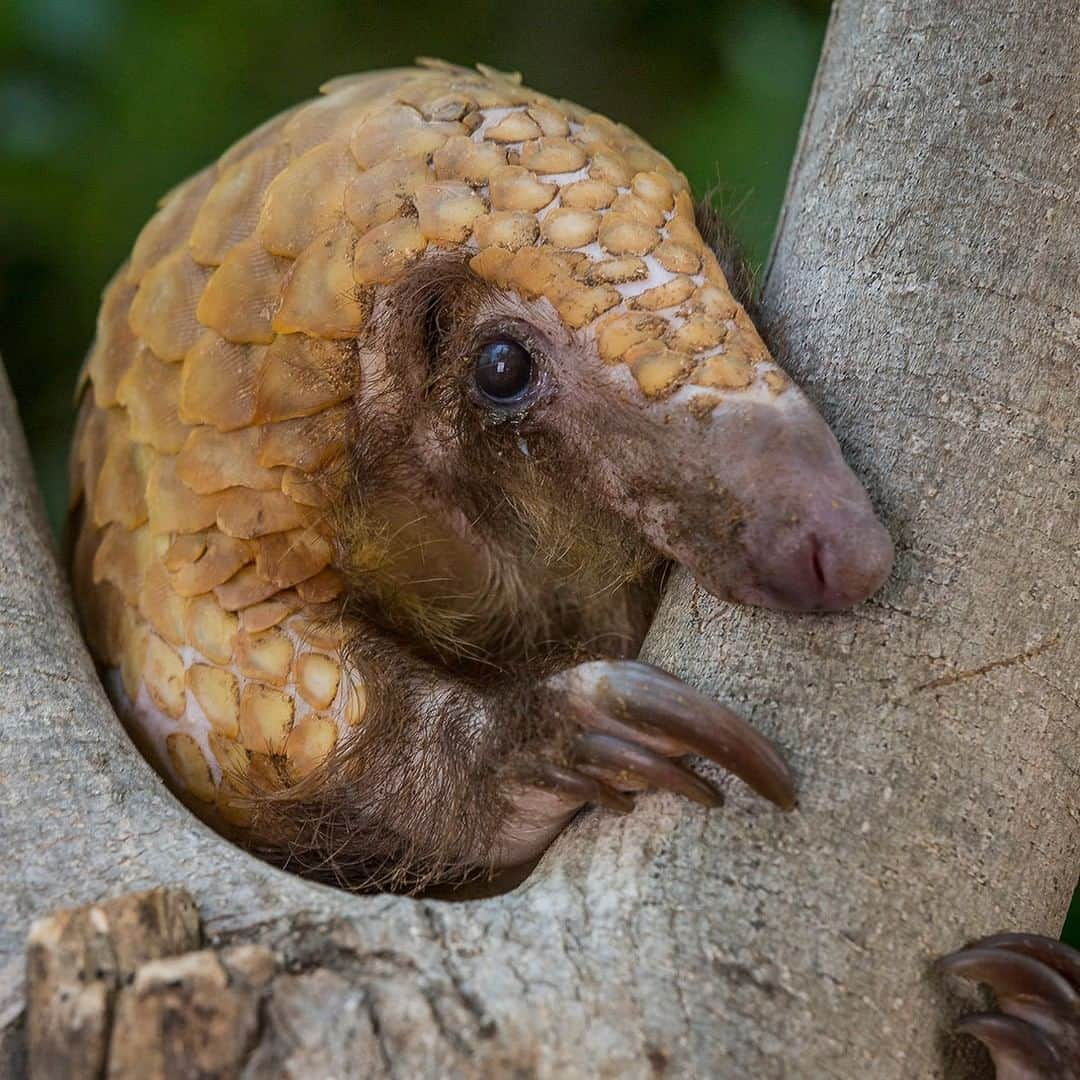 San Diego Zooさんのインスタグラム写真 - (San Diego ZooInstagram)「Of the 1.6 million potential viruses in wild mammals and birds, 700,000 of them could be harmful to humans. If we protect wild animals and the wild places they call home, we can all stay safe. A choice to protect the biodiversity of the planet is a choice to protect human health. Join us in signing the declaration to #EndTheTrade at endthetrade.com 🌏 #SavingSpecies @TheWCS @Wildaid @global_wildlife_conservation @wildlife_conservancy」5月27日 4時15分 - sandiegozoo