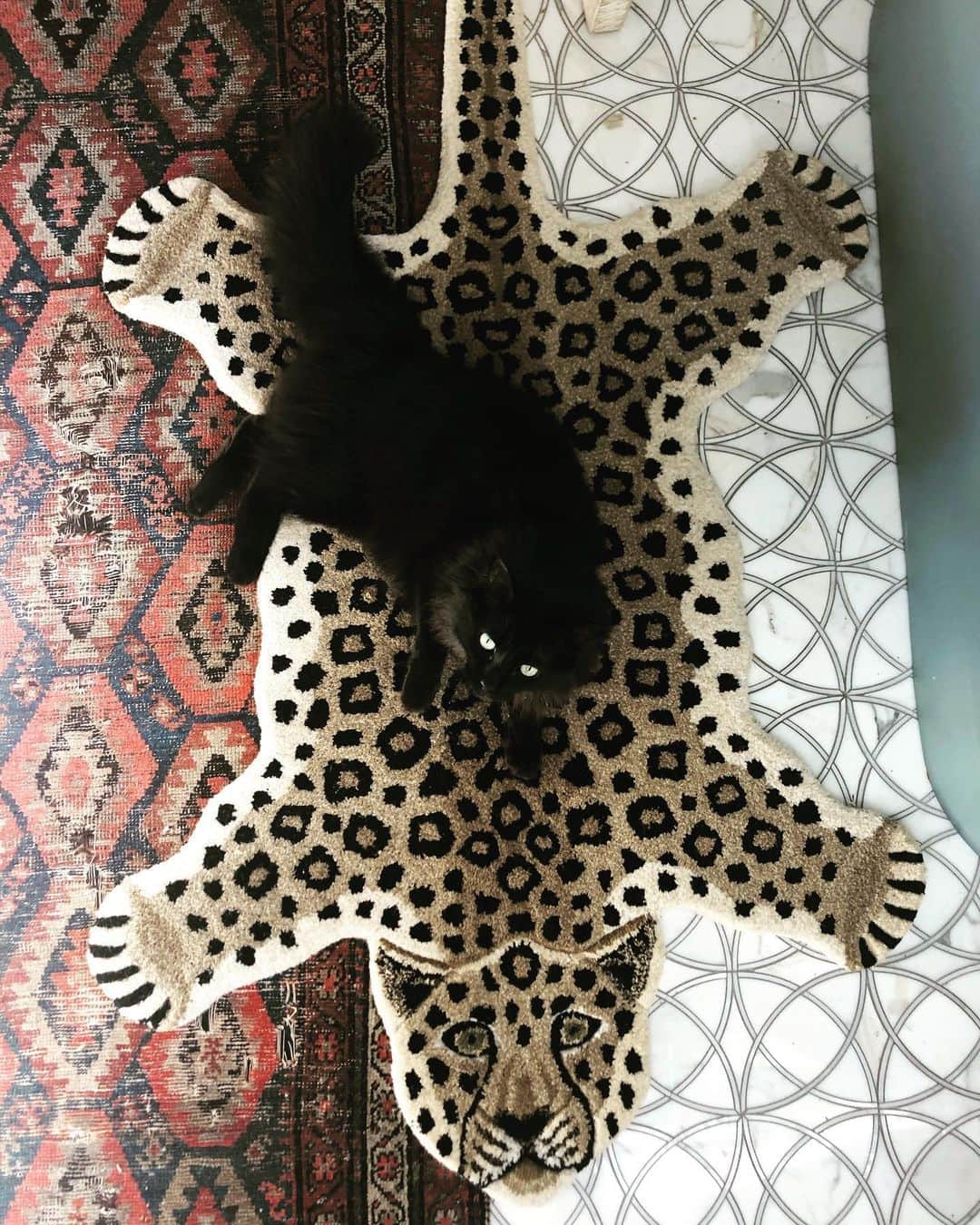 ミシェル・ブランチのインスタグラム：「The purrfect rug for a little boy’s bathroom 🐆🖤」