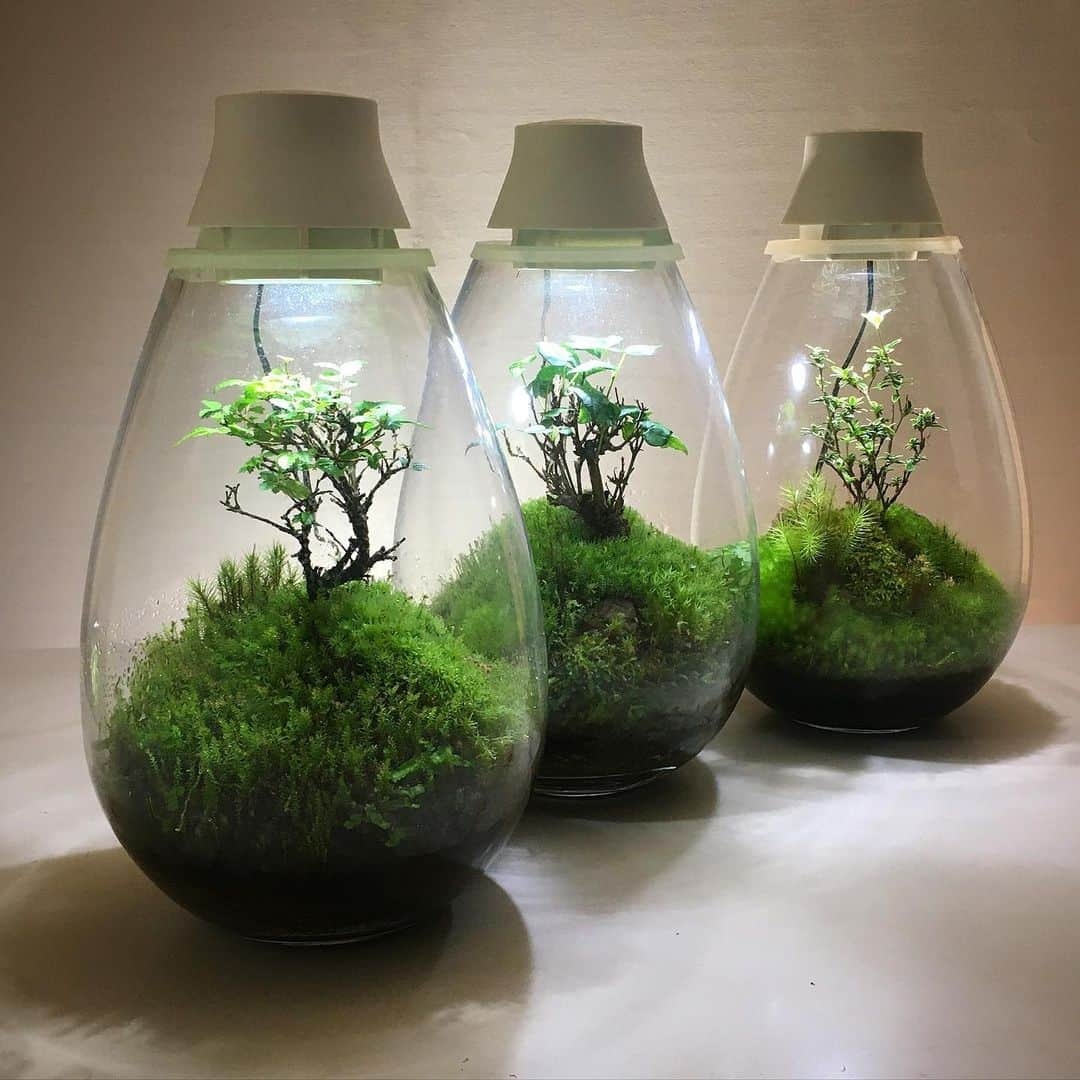 Mosslight-LEDさんのインスタグラム写真 - (Mosslight-LEDInstagram)「#mosslight#モスライト#苔#コケ#mossy#mossa#moss#terrarium #テラリウム#indoorgreen#plants#コケテラリウム#苔テラリウム#mossterrarium#mossarium#照明器具#lightingfixture#コケあかり#LED照明付テラリウム#パルダリウム#paludarium#インドアグリーン#照明デザイン#mosslightled#indoorgreens#インテリアグリーン」5月27日 5時56分 - mosslight1955