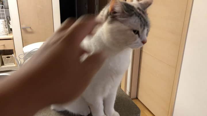 ホタテ＆クラム＆シラスのインスタグラム：「お腹減った！と朝の5時台から騒がしい猫。カメラを向けると大人しくなるけど、ずっと鳴いてて騒がしい（笑） #cat #neko #ScottishFold #猫 #ねこ #スコティッシュフォールド #catstagram #instagram #instagramjapan #ig_japan #igersjp」