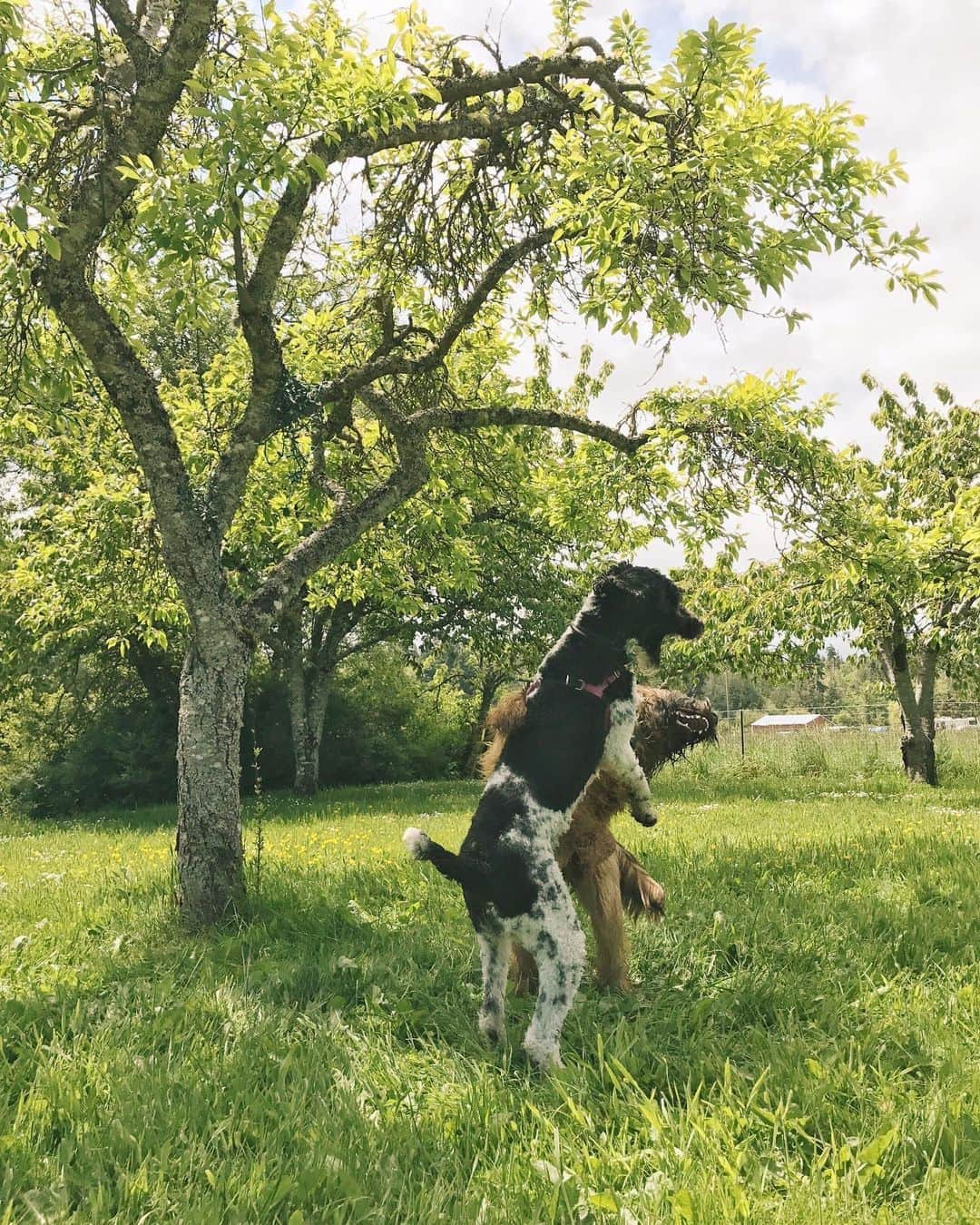 Robin May Flemingのインスタグラム：「Peggy celebrated her first birthday with some chewing, some playing, and now some napping. Later there will probably be some more chewing, then some more playing, and then maybe some more napping followed by some more chewing.  Happy birthday, Peggy Sue. Thanks for being our poodle. xo.」