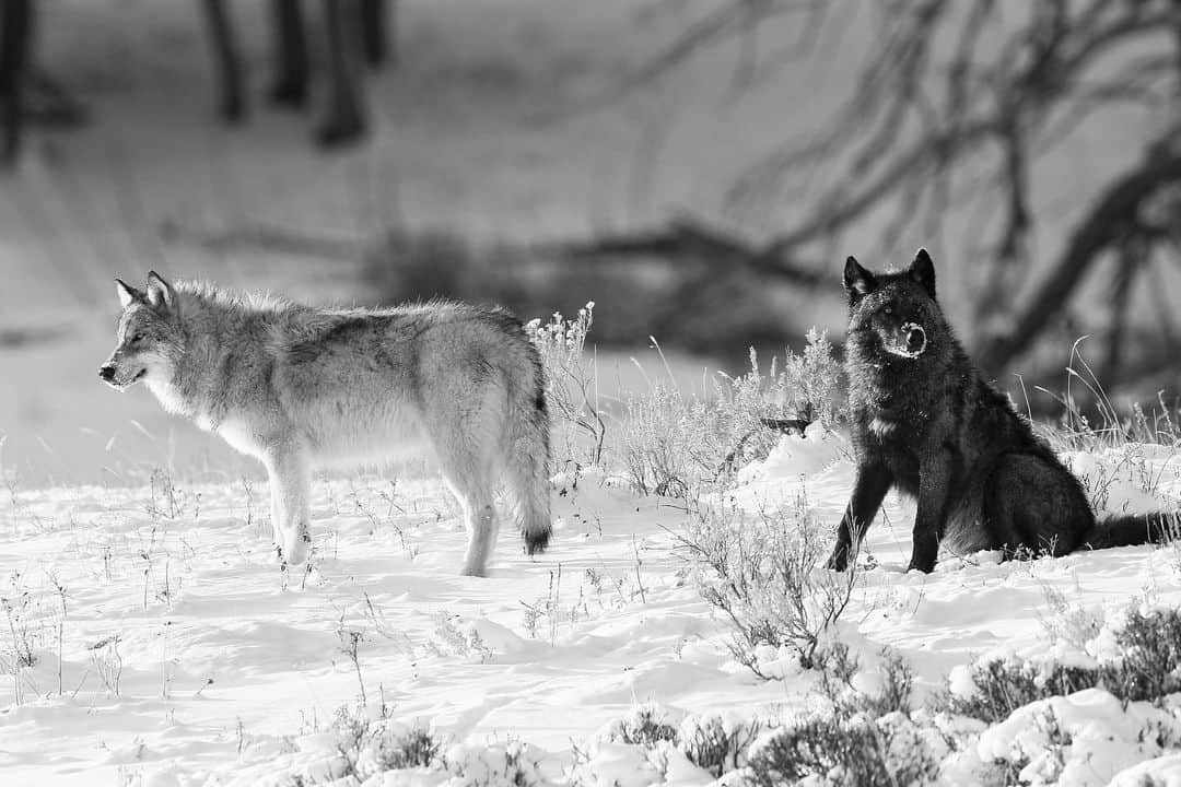 パメラ・アンダーソンさんのインスタグラム写真 - (パメラ・アンダーソンInstagram)「‪In November, I hope the people of Colorado will vote for the wolf restoration initiative to ensure the survival of this imperiled species. No matter where you live, you have a stake in the success of this bold plan that will help reconnect wolves from the high Arctic to the border with Mexico. To learn more about how you can help #RestoretheHowl, visit wolfactionfund.com @rockymtnwolf」5月27日 7時55分 - pamelaanderson