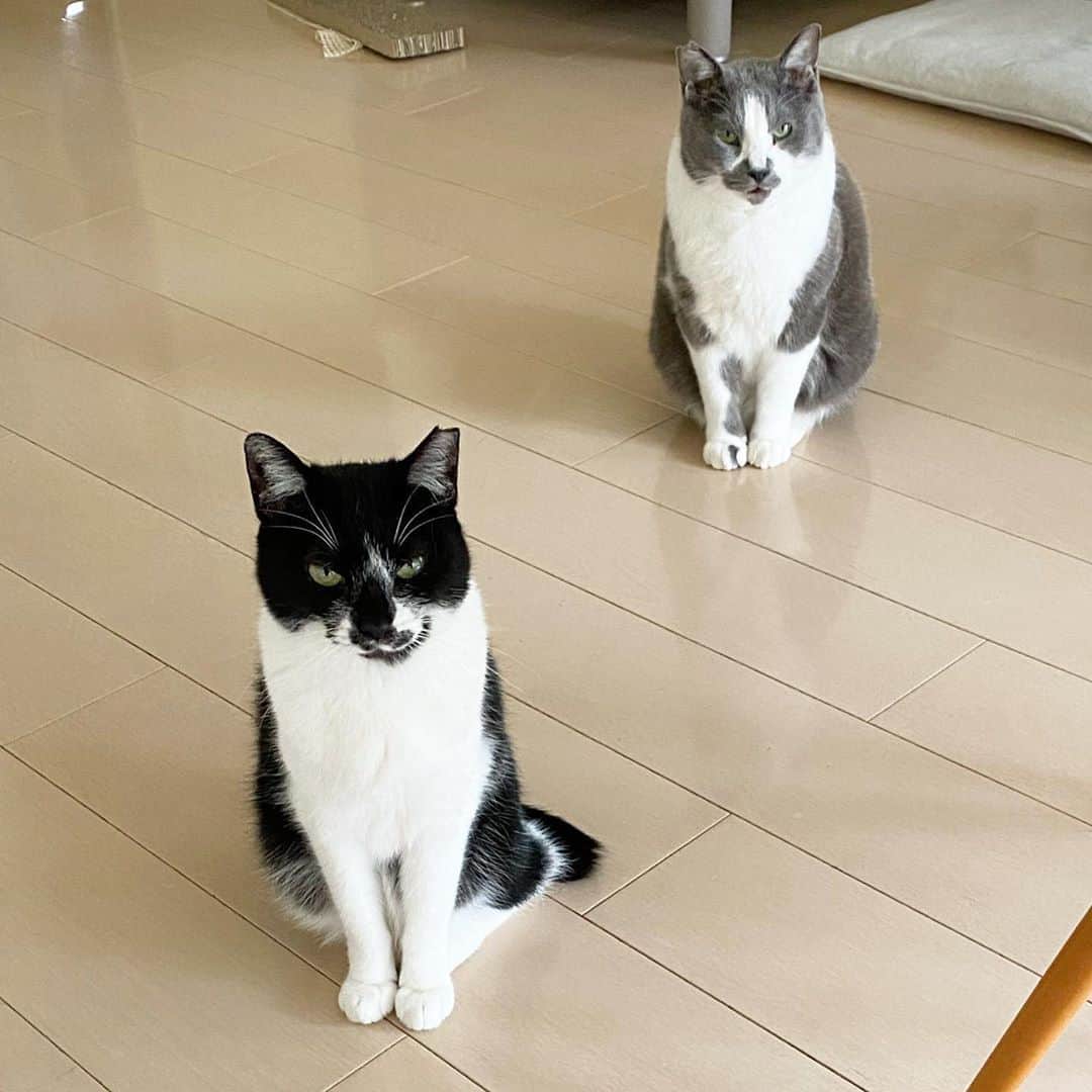 くまお父のインスタグラム：「本日のメシ圧フォーメーション。 念がキビシイ… ・ #父がメシにしか見えてない #父がいます #くまおとこぐま  #ilovecats」