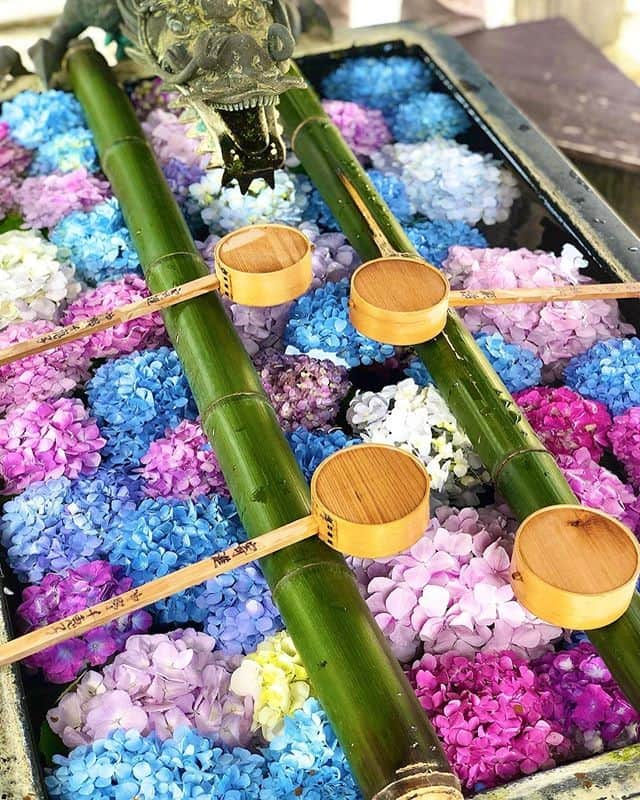 JALさんのインスタグラム写真 - (JALInstagram)「. Hanachōzu, or flowers floating in water meant for cleaning hands and mouths before entering shrines and temples in Japan, are a popular draw to #Yokokuji, and they can be seen from June to July. #PicturePerfectMay  花手水の人気のスポット #楊谷寺📷 6月上旬～7月上旬にかけて楽しめます✨ . . 📍@yanagidanikannon Photo by @yumi.sweet25 Post your memories with #FlyJAL #旅を夢見て  #JapanAirlines  #STAYHOME #japan #kyoto」5月27日 17時30分 - japanairlines_jal