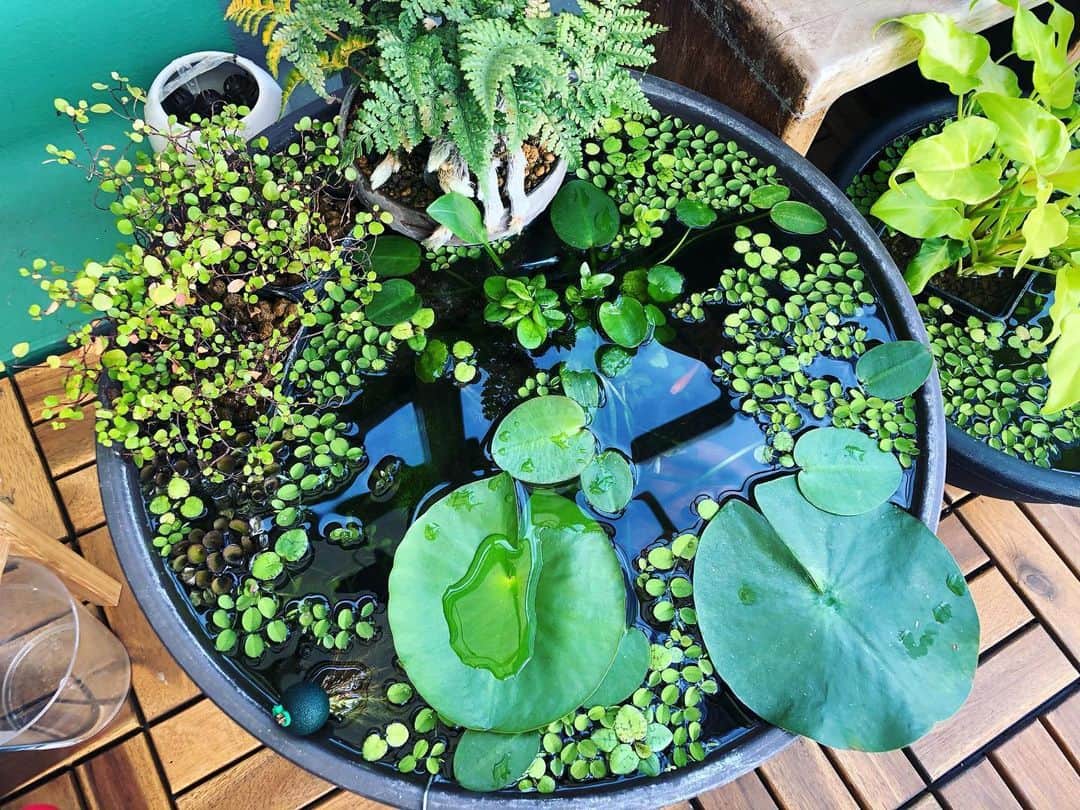 金成公信のインスタグラム：「ハミ出しちうゃんだね。#盆栽 #bonsai #bonsaijapan #japanesebonsai #wabisabi #bonsailovers #bonsailife #bonsaitree #bonsaiart #bonsaigram #bonsaiworld #plants #tree #greenlife #greenlifestyle #苔 #moss #睡蓮 #睡蓮鉢 #ビオトープ #biotope #メダカ」