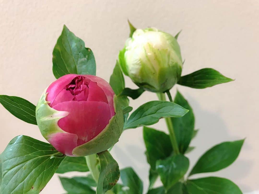 大湖せしるさんのインスタグラム写真 - (大湖せしるInstagram)「﻿ ﻿ 芍薬﻿ ﻿ 季節のお花﻿ ﻿ 白には﻿ ﻿ 白雪姫という名が﻿ つけられていて﻿ 一目惚れ﻿ ﻿ 美しい花が﻿ 咲きますように。。﻿ ﻿ #芍薬 #シャクヤク  #お花のある暮らし  #お花のある生活」5月27日 17時44分 - cecile_daigo