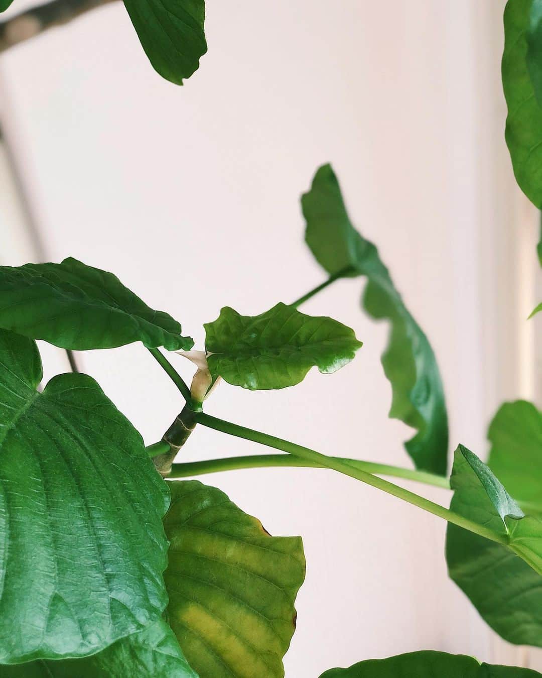 岩崎志保さんのインスタグラム写真 - (岩崎志保Instagram)「👶🏻🌿💕💓💖 観葉植物を愛でるのが日課です 1年前に我が家にやってきて昔の写真と見比べるとかなり葉の量が多くなりました、生きてるって感じするね愛しい  #shihogarden」5月27日 17時55分 - shihoiwazaki