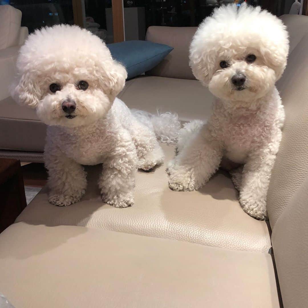 シン・セギョンのインスタグラム：「☁️복실복실☁️」