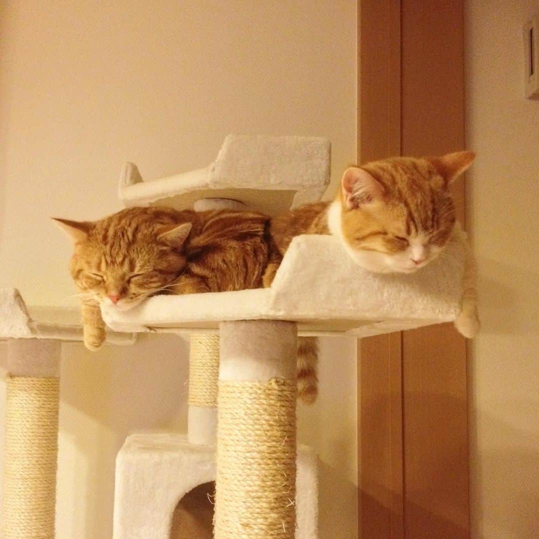 茶太郎 & きなこさんのインスタグラム写真 - (茶太郎 & きなこInstagram)「短足兄妹🐾仲良くお昼寝にゃ😽💤💕 I want to snuggle up and sleep together😽💤 #ぎゅうぎゅうで同じ寝相にゃりよ #短いお手手ぶら下がってるにゃ #マンチカン#猫#munchkin #cat#catstagram #amazing#ねこ#茶トラ#短足#catsofinstagram#excellent_cats#9gag#cats_of_world_#instacat_meows#bestcats_oftheworld#catsofig#instacat#cats_of_instagram」5月27日 18時04分 - amaccho5160