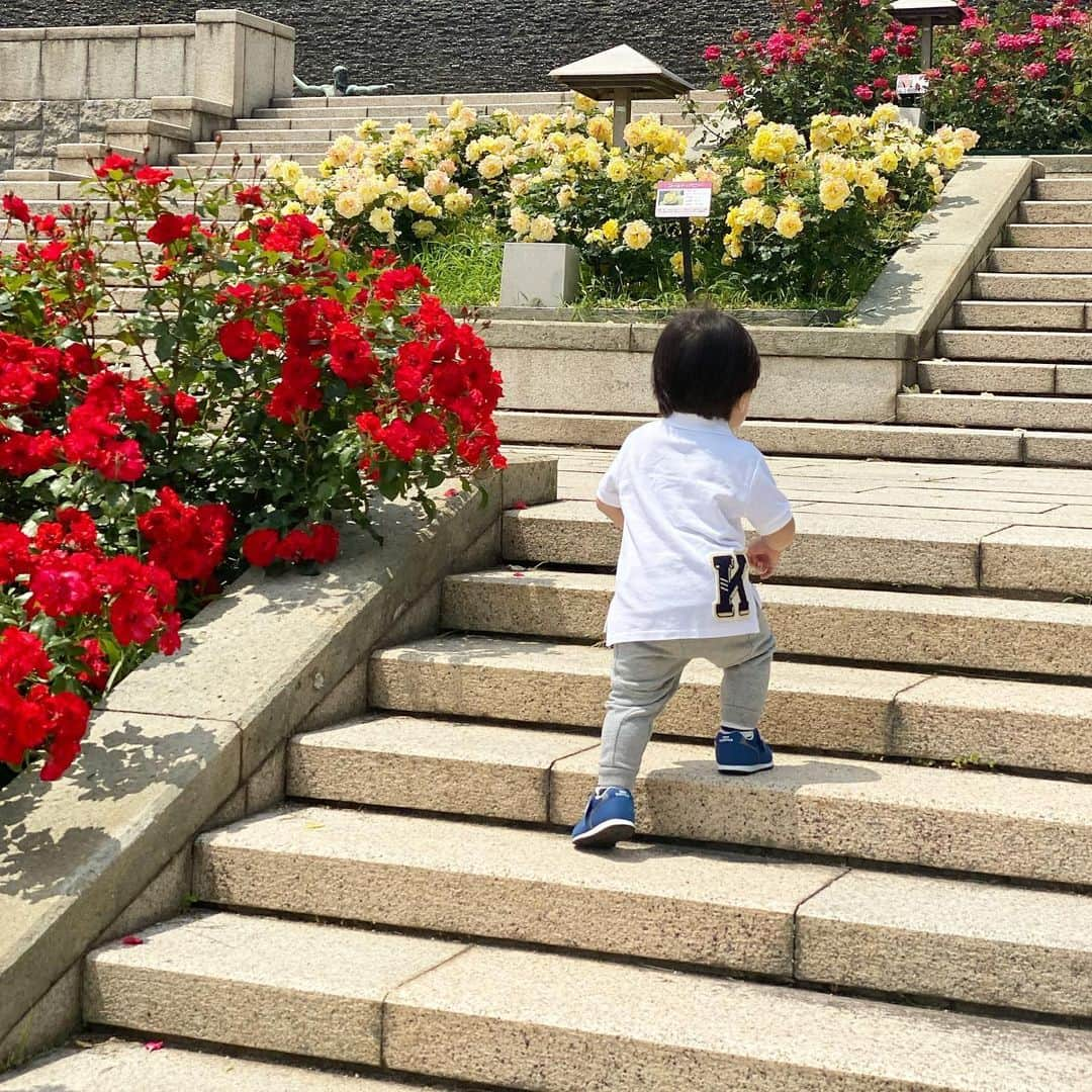 小川ひとみさんのインスタグラム写真 - (小川ひとみInstagram)「噴水が大好き⛲️ 階段が大好き✨ 坂道が大好き💦 お母さん、 ついていくのにヘトヘト🕺❤️ 綺麗な薔薇をたくさん見れて 癒されました🌹✨✨ #myson #一歳４ヶ月」5月27日 18時24分 - hitomy220