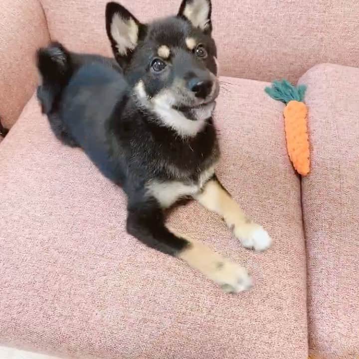 環奈（長沢菜々香の飼い犬）のインスタグラム：「ボーロ好きみたい。 . . . .  #豆柴#柴犬#日本犬#黒柴#黒豆柴#まめしば#しばいぬ#しば#しばすたぐらむ #こいぬ #柴  #ここ柴部#柴子犬 #shibalove #mameshiba #kuroshiba #shibainu #shiba #shibadog #shibastagram #shibastyle#なーこ#長沢菜々香」