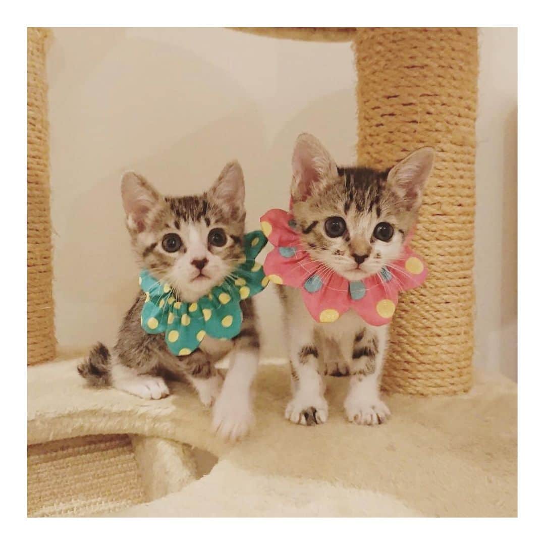 こむぎのインスタグラム：「* 友人宅にお願いしていた、つくねとつみれがだいぶ猫らしくなってきてくれましたー♡ 前回投稿した時はまだお目目が開きかける頃の寛平期でした(寛平ちゃんみたいなお目目なので笑) キジが多いのがつくね 白が多いのがつみれ 生後1ヶ月ほどの女の子です🤗 2匹一緒にお迎えしてくださる方を優先的にゆるゆると愛知県内で里親募集中です〜😊 ・ つくねとつみれは体重がまだ100gくらいの頃に優しいご夫婦に保護されてこちらへ相談が入りました💦 運良く名古屋の友人がお世話してくれることになって本当良かったー💦 @yuzumam0122 さんが大切に育ててくださっています🙏🏻✨ 東京のまいさんからもらったミニザビエルも付けれるようになったよ♡ まだワンショルになっちゃうこともあるみたいだけど😍 譲渡には条件があるので、気になった方はDMくださいませ🤗 #里親募集 #里親募集中 #愛知 #2匹一緒に募集中」