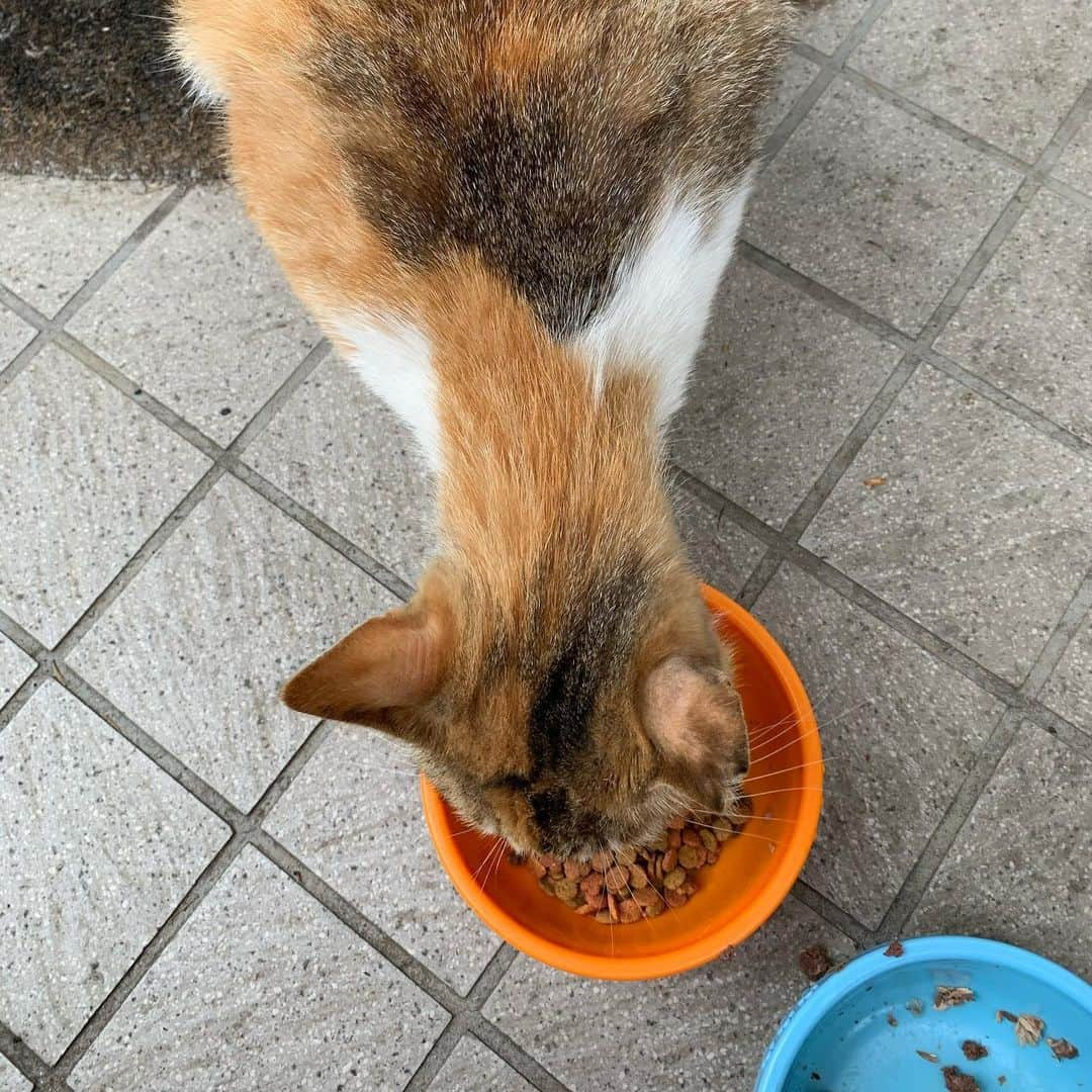 Kachimo Yoshimatsuさんのインスタグラム写真 - (Kachimo YoshimatsuInstagram)「ビビ子、久しぶり。 Good Morning Viviko 痩せたかな？ 首、細く、長く、伸びてる。 #うちの猫ら #viviko #sotononekora #猫 #ねこ #cat #ネコ #catstagram #ネコ部 http://kachimo.exblog.jp」5月27日 10時17分 - kachimo