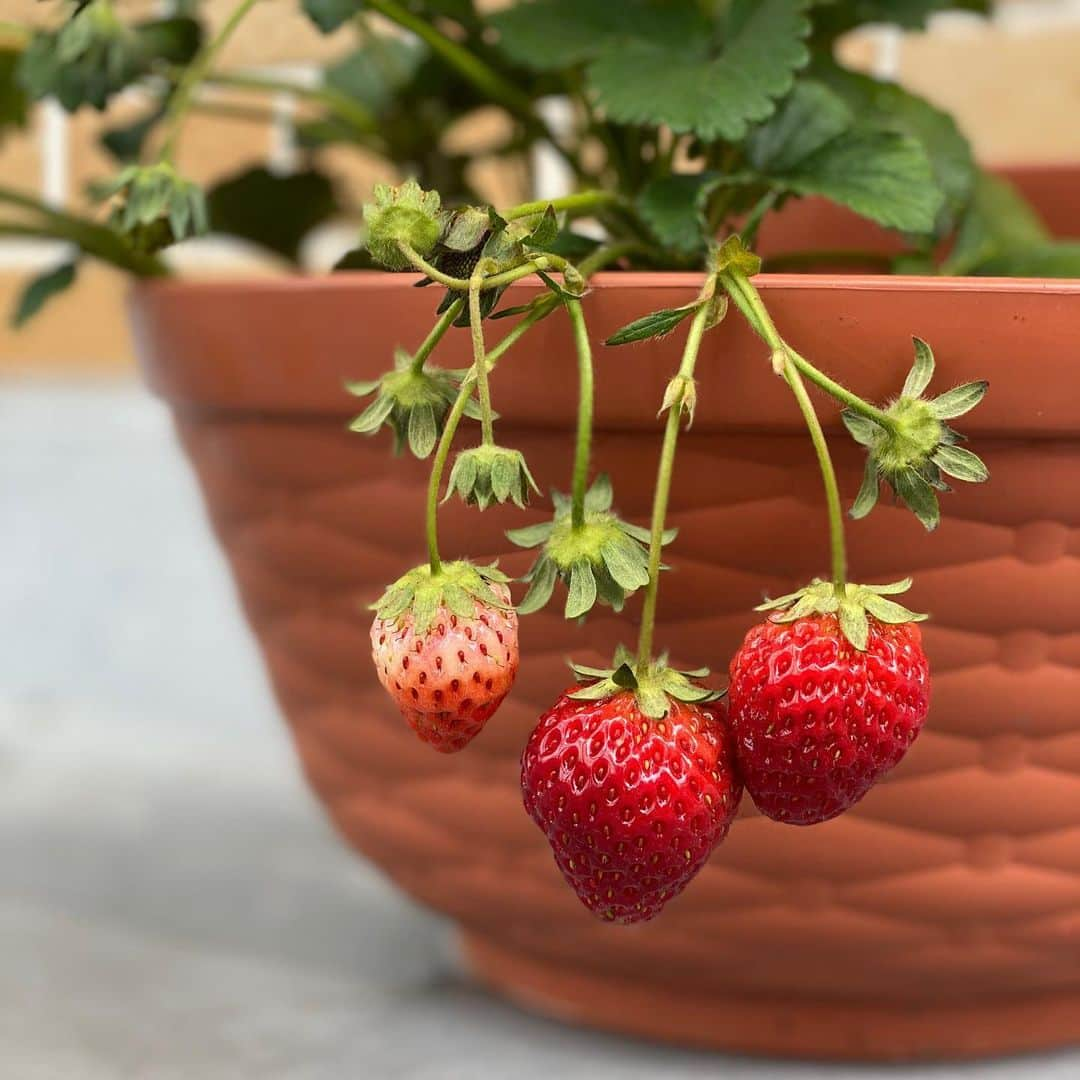 うちやえゆかさんのインスタグラム写真 - (うちやえゆかInstagram)「食べ頃🍓 毎日、変化を見れる喜びと楽しみを くれた #いちごちゃん に感謝✨  水やりが楽しみ🌈  #iloveyou #strawberry #いちご #とちおとめ #鉢植え #いちごの土 #ガーデニング #真っ赤 #おひさま #鳥さん #狙ってる #ネット #めっ #stayhome #ベランダ #アイドル」5月27日 10時57分 - yukauchiyae